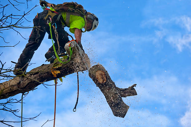 Best Storm Damage Tree Cleanup  in Belle Meade, TN